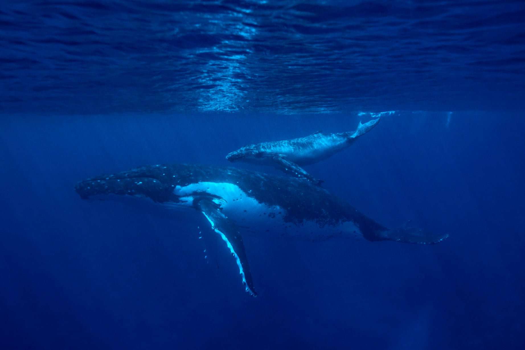 niue travel – discovering the uncharted paradise of niue
