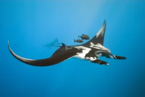 manta ray rowley shoals
