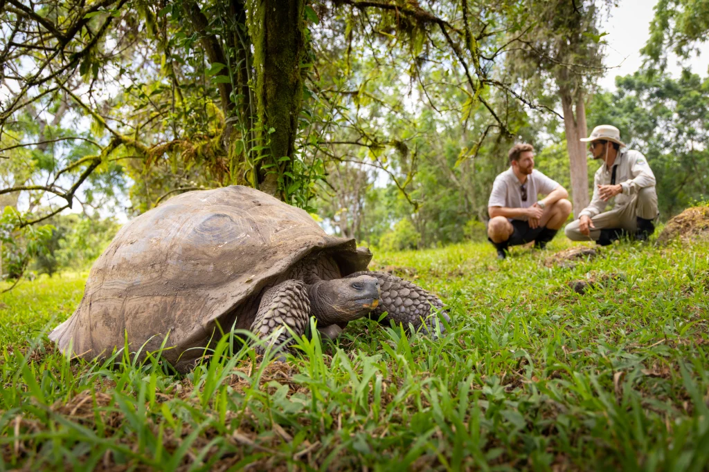 galapagos turtle