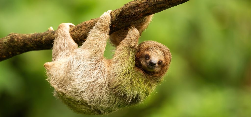 Sloth