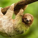 Sloth