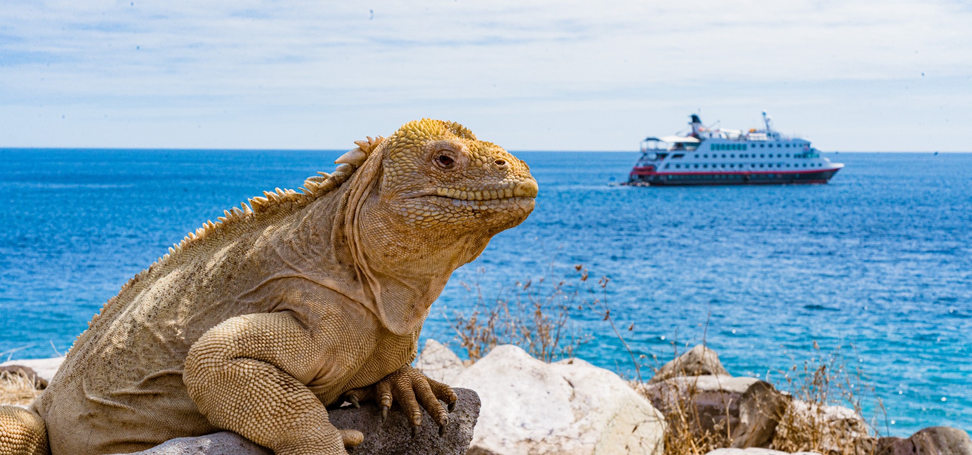 Galápagos land iguana resting on rocky shore with expedition cruise ship in the background, showcasing wildlife-rich adventure in the Galápagos Islands.