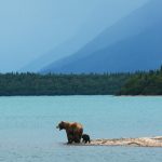 Alaska Bear with cub